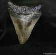 / Inch Georgia Megalodon Tooth #683-1